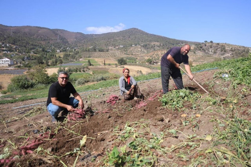 Fiyatı dudak uçuklatıyor! Hatay’da şifa deposu tatlı patatesin hasadı başladı - Resim: 1