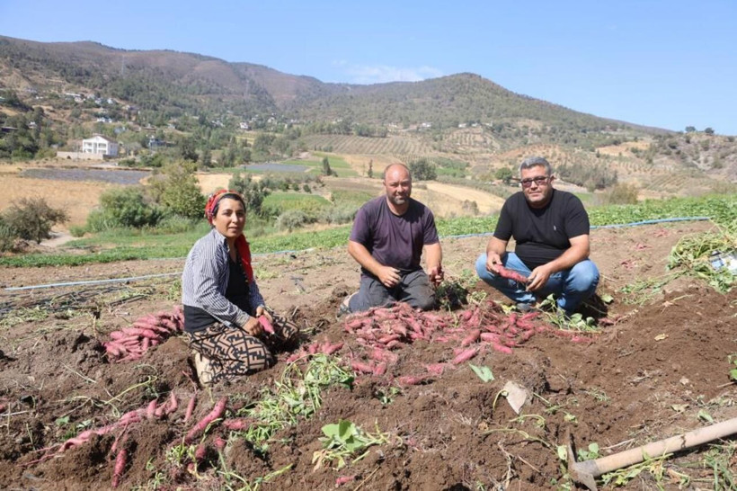 Fiyatı dudak uçuklatıyor! Hatay’da şifa deposu tatlı patatesin hasadı başladı - Resim: 2