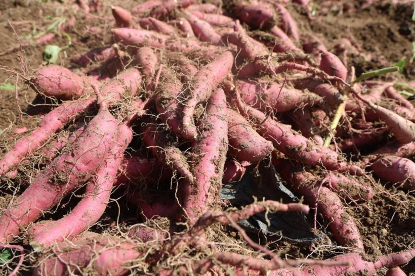 Fiyatı dudak uçuklatıyor! Hatay’da şifa deposu tatlı patatesin hasadı başladı - Resim: 3