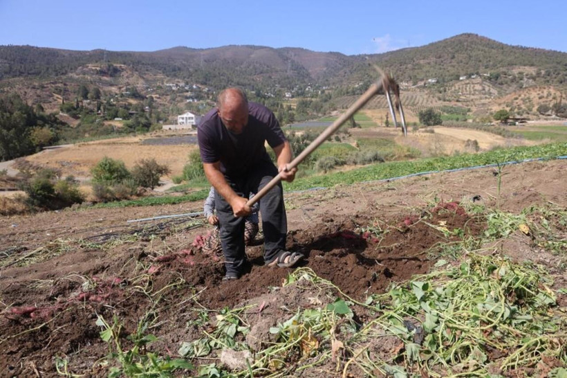 Fiyatı dudak uçuklatıyor! Hatay’da şifa deposu tatlı patatesin hasadı başladı - Resim: 8