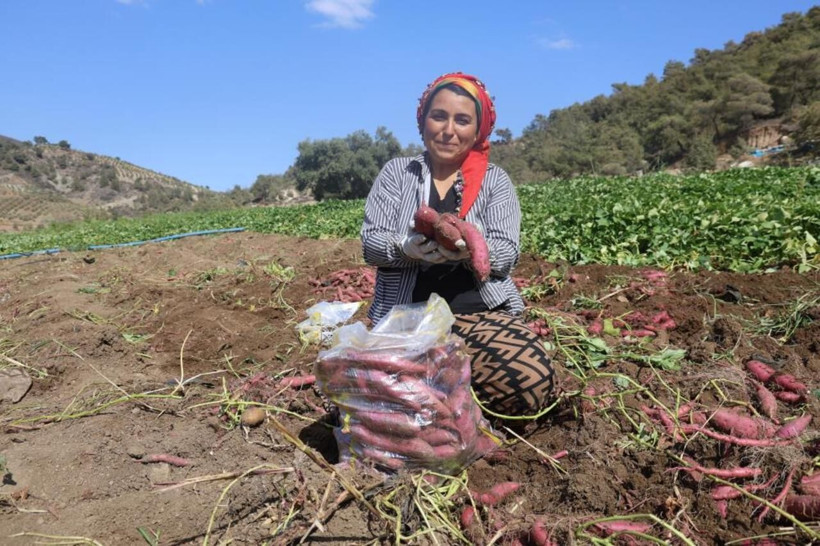 Fiyatı dudak uçuklatıyor! Hatay’da şifa deposu tatlı patatesin hasadı başladı - Resim: 9