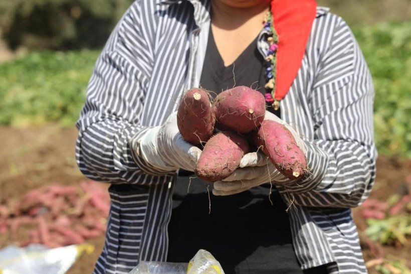 Fiyatı dudak uçuklatıyor! Hatay’da şifa deposu tatlı patatesin hasadı başladı - Resim: 7