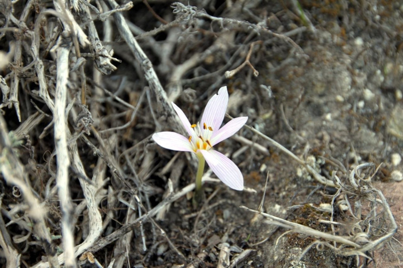 Bu çiçeği koparmak bir servete mal oluyor! Cezası tam 557 bin lira - Resim: 6