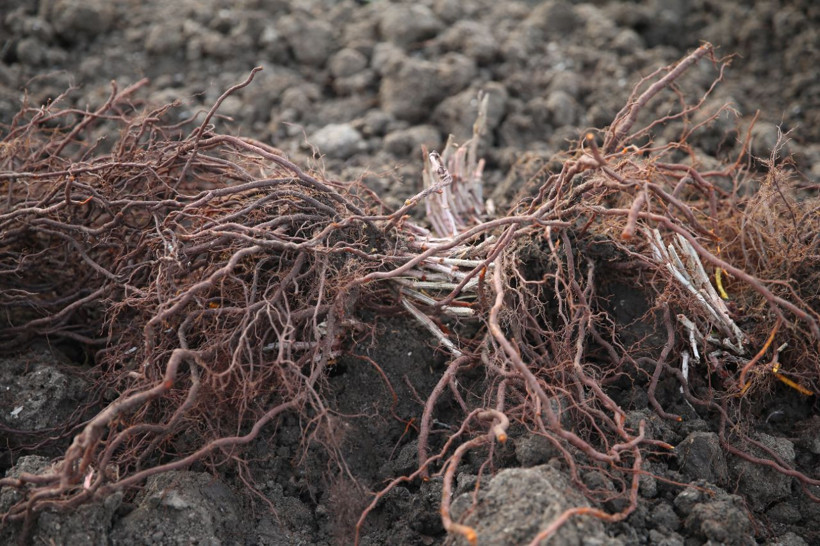 Formülü casuslar tarafından çalınan 'efsane renk' için kazanlar kaynadı! Edirne kırmızısı bitkisinin hasadı yapıldı! - Resim: 4