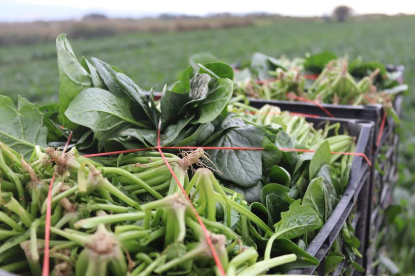 Tarlada 6, pazarda 40 lira! Ispanakta fiyat uçurumu üreticiyi isyan ettirdi - Resim: 8