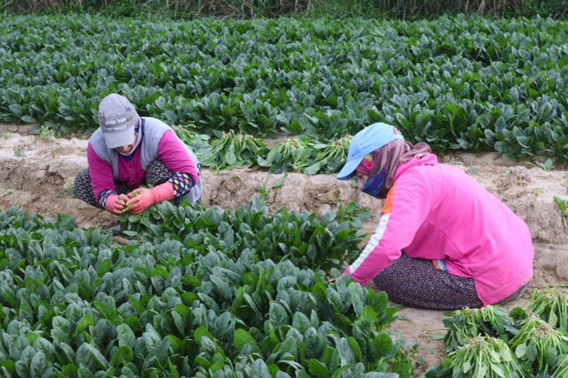 Tarlada 6, pazarda 40 lira! Ispanakta fiyat uçurumu üreticiyi isyan ettirdi - Resim: 1