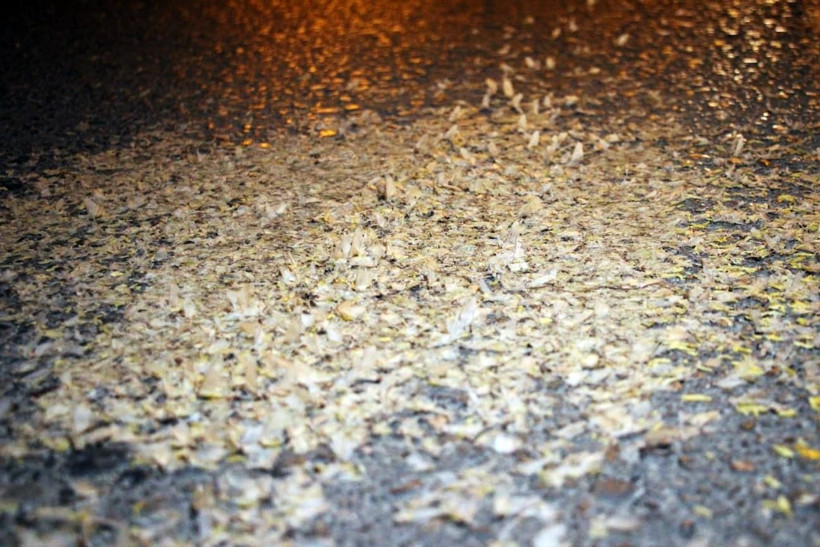 Sakarya’da yol beyaza büründü! Kar sanıldı, meğer milyonlarca sineğin ‘ölüm dansı’ymış - Resim: 7