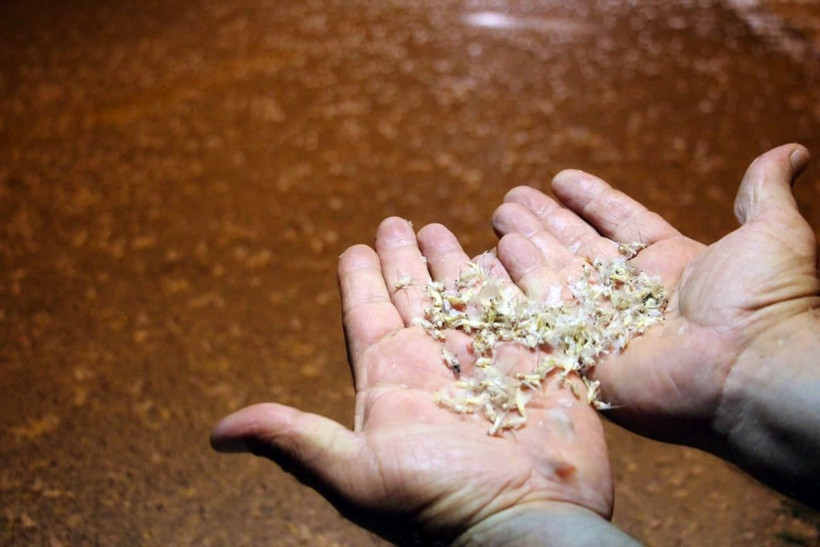 Sakarya’da yol beyaza büründü! Kar sanıldı, meğer milyonlarca sineğin ‘ölüm dansı’ymış - Resim: 4
