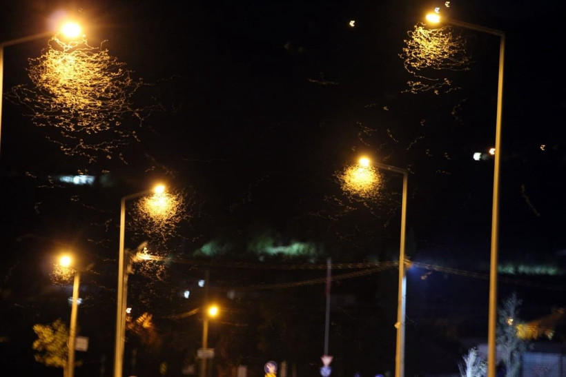 Sakarya’da yol beyaza büründü! Kar sanıldı, meğer milyonlarca sineğin ‘ölüm dansı’ymış - Resim: 8