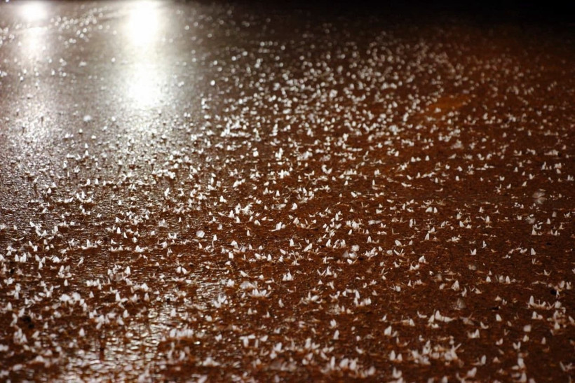 Sakarya’da yol beyaza büründü! Kar sanıldı, meğer milyonlarca sineğin ‘ölüm dansı’ymış - Resim: 9