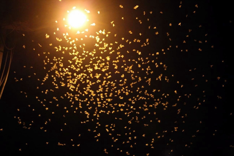 Sakarya’da yol beyaza büründü! Kar sanıldı, meğer milyonlarca sineğin ‘ölüm dansı’ymış - Resim: 10