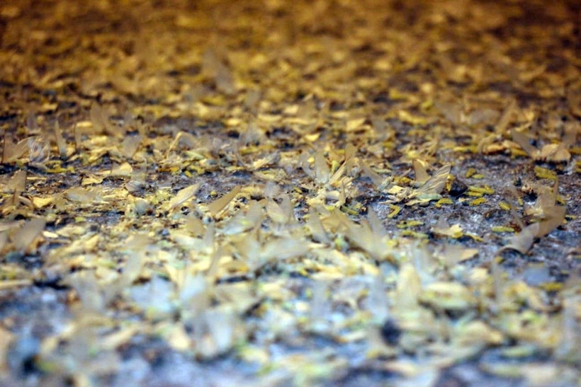 Sakarya’da yol beyaza büründü! Kar sanıldı, meğer milyonlarca sineğin ‘ölüm dansı’ymış - Resim: 1