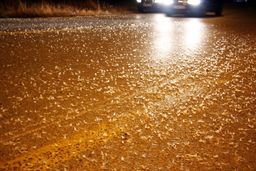 Sakarya’da yol beyaza büründü! Kar sanıldı, meğer milyonlarca sineğin ‘ölüm dansı’ymış - Resim: 2