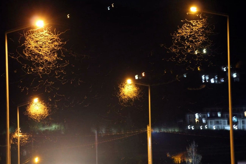 Sakarya’da yol beyaza büründü! Kar sanıldı, meğer milyonlarca sineğin ‘ölüm dansı’ymış - Resim: 5