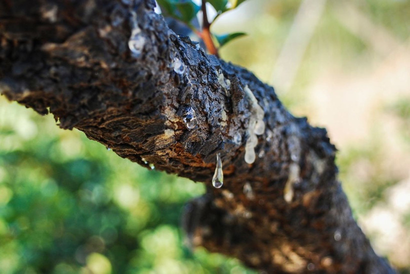 Kilogramı 20 bin lira! Türkiye’de sayısı 15 yılda 100 binden fazla arttı - Resim: 3