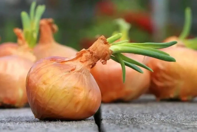Soğanlarınız sürekli filizleniyor mu? Yanına bunu koymanız yeterli - Resim: 3