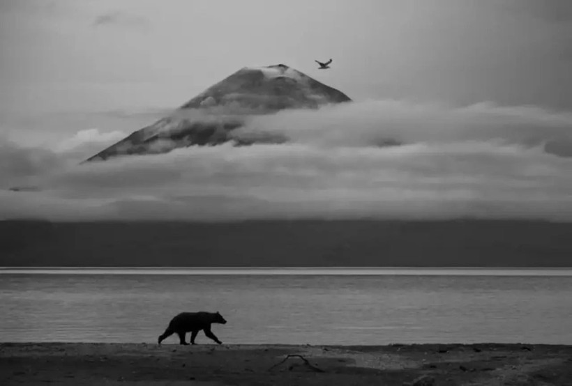 Yılın vahşi hayat fotoğrafları ortaya çıktı: İşte çömlekçi yaban arısından kutup kurtlarına doğanın büyüleyici anları! - Resim: 7