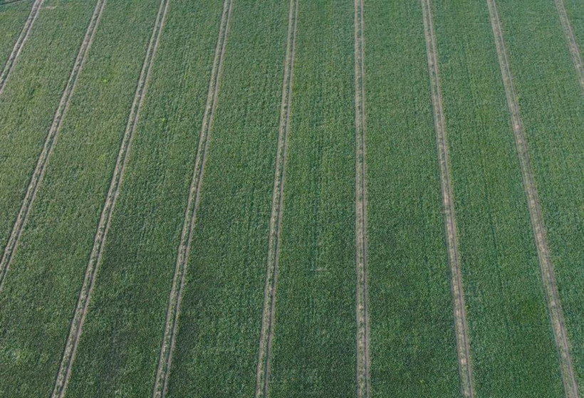 Tarlada 6, pazarda 40 lira! Ispanakta fiyat uçurumu üreticiyi isyan ettirdi - Resim: 9