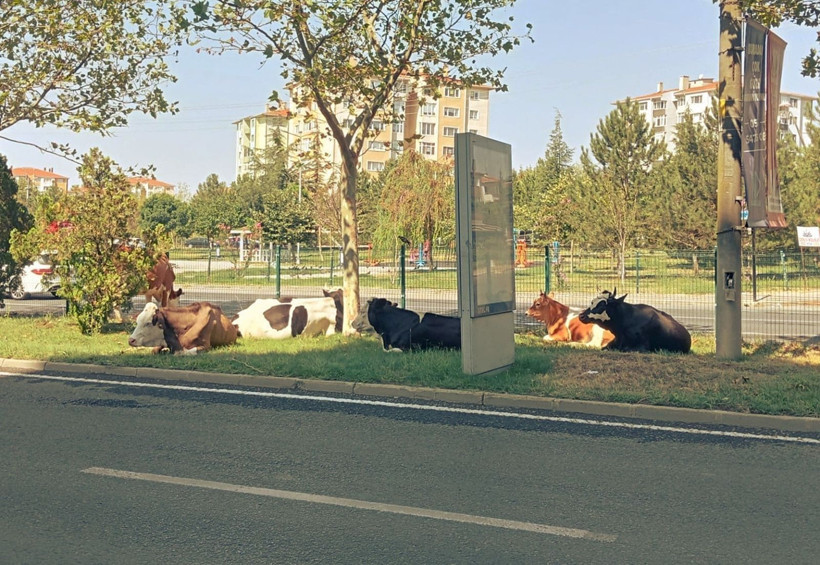 Trafikte sıra dışı anlar: Kaçak inekler şehir merkezine indi - Resim: 2