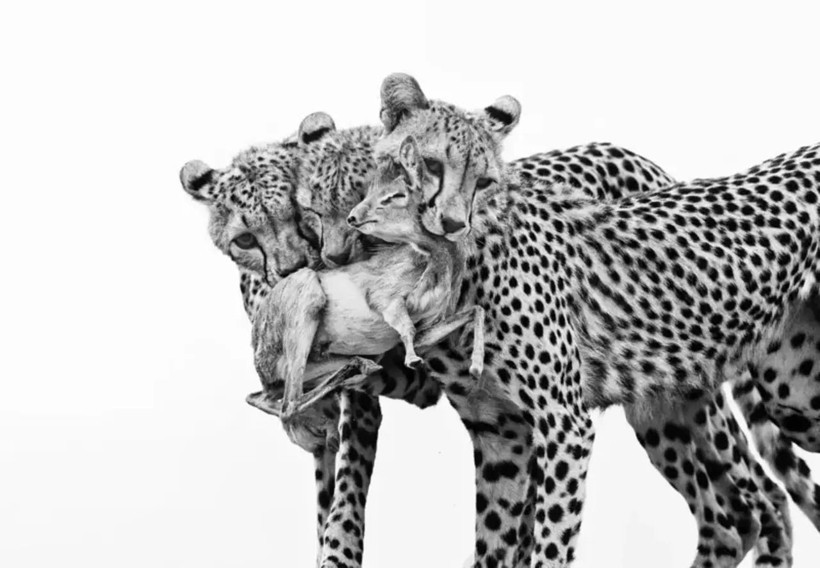 Yılın vahşi hayat fotoğrafları ortaya çıktı: İşte çömlekçi yaban arısından kutup kurtlarına doğanın büyüleyici anları! - Resim: 10