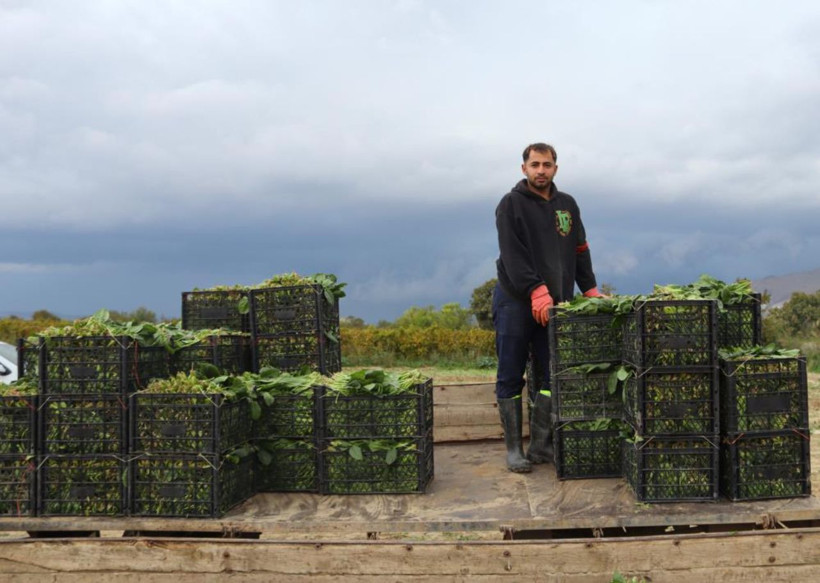 Tarlada 6, pazarda 40 lira! Ispanakta fiyat uçurumu üreticiyi isyan ettirdi - Resim: 4