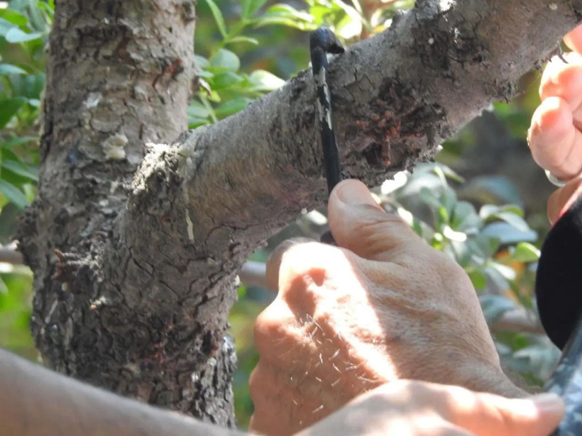 Kilosu 15 bin TL! Dünyada başka yerde yok - Resim: 6