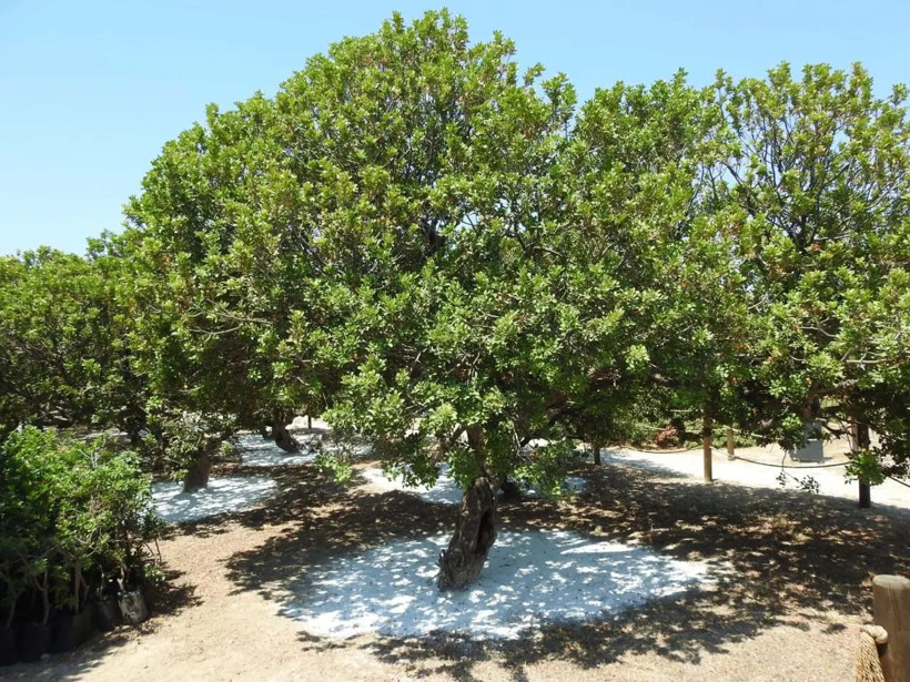 Kilosu 15 bin TL! Dünyada başka yerde yok - Resim: 7