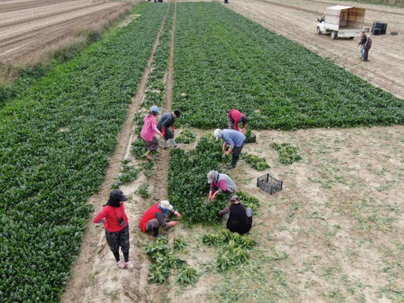 Tarlada 6, pazarda 40 lira! Ispanakta fiyat uçurumu üreticiyi isyan ettirdi - Resim: 2