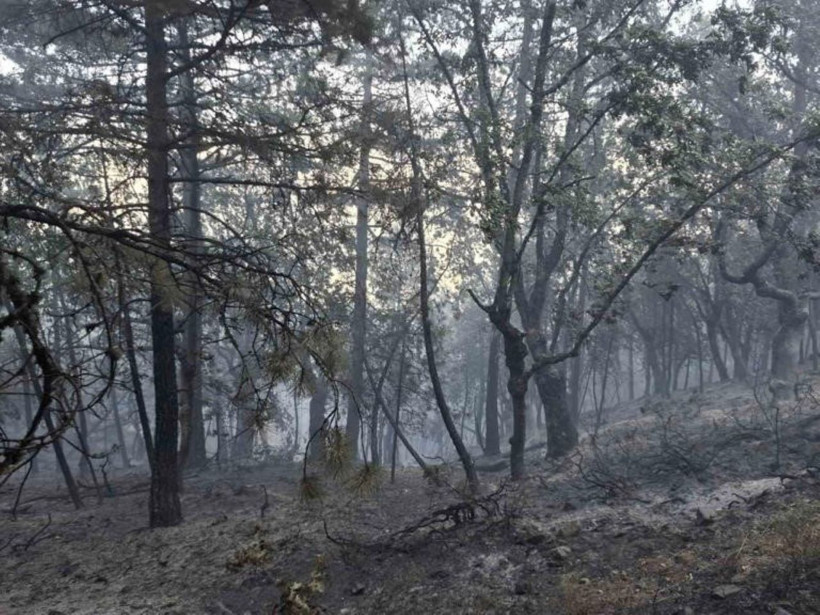 Orman yangını soruşturmasında 9 kişi gözaltına alındı, 1'i tutuklandı. - Resim : 2