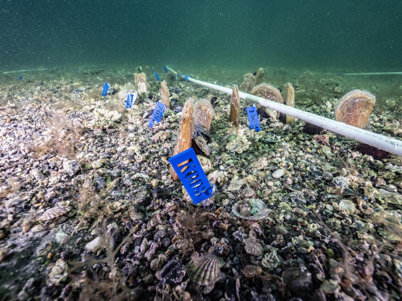 Bakan Kurum açıkladı: Marmara’ya nefes veren proje - Resim : 1