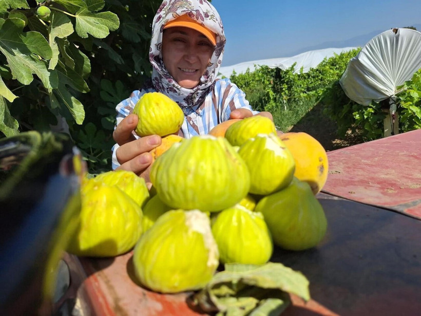 Manisa’da yeni lezzet trendi: İncir cipsi sofraların gözdesi oldu - Resim : 1
