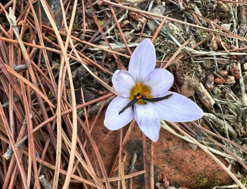 Bu çiçeği koparmak bir servete mal oluyor! Cezası tam 557 bin lira - Resim: 3