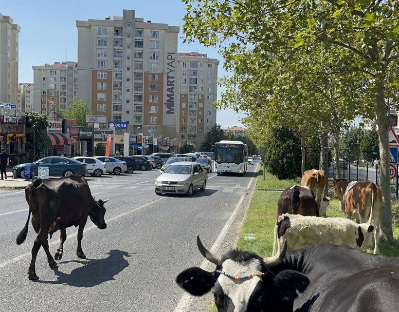 Trafikte sıra dışı anlar: Kaçak inekler şehir merkezine indi - Resim: 3