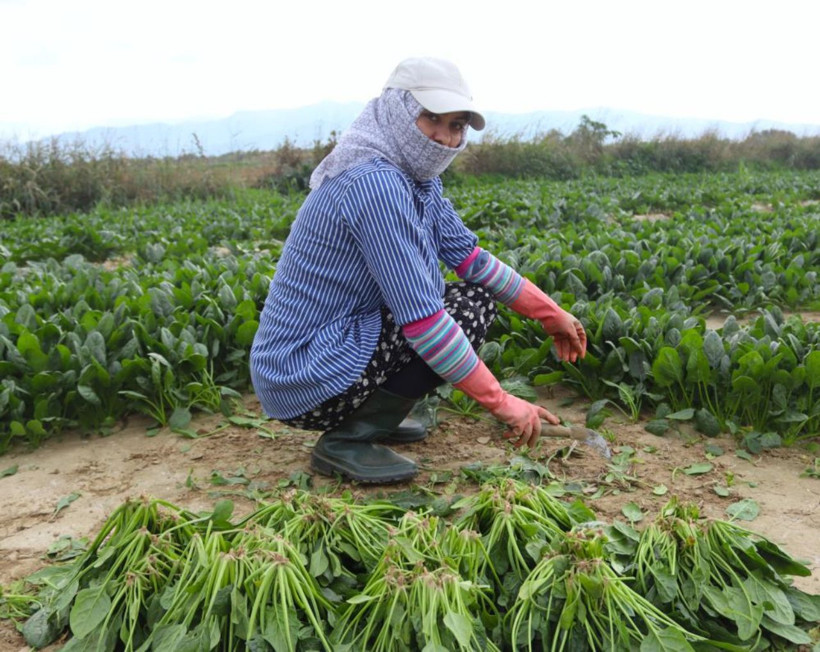 Tarlada 6, pazarda 40 lira! Ispanakta fiyat uçurumu üreticiyi isyan ettirdi - Resim: 5