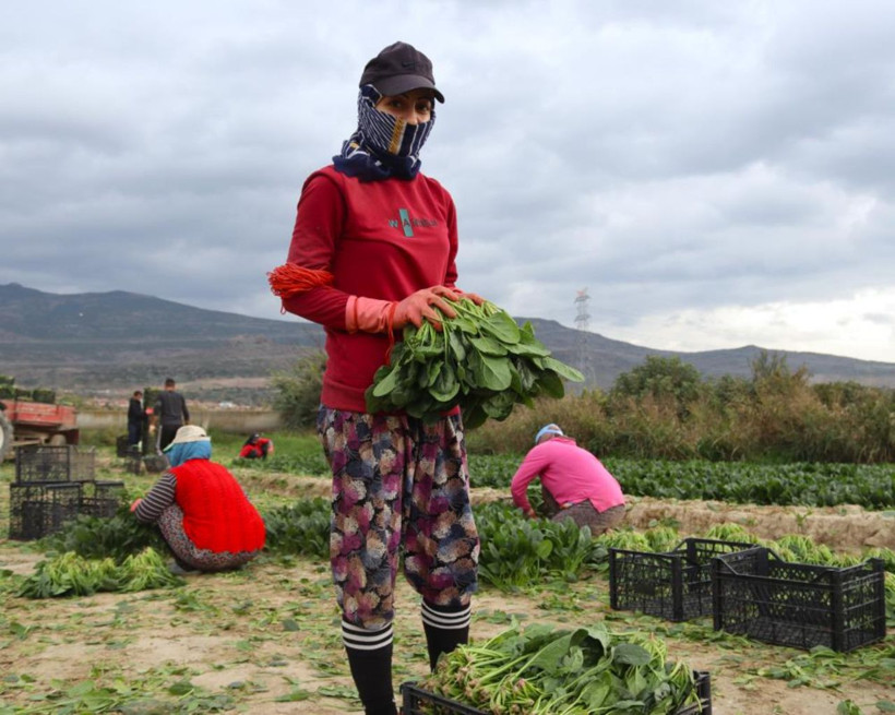 Tarlada 6, pazarda 40 lira! Ispanakta fiyat uçurumu üreticiyi isyan ettirdi - Resim: 3