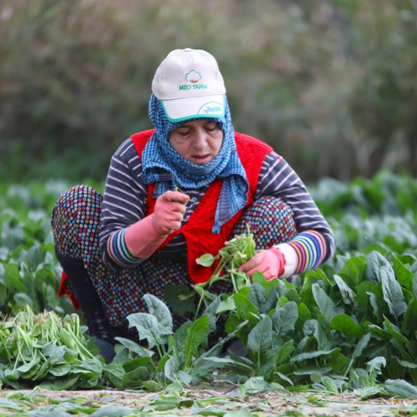 Tarlada 6, pazarda 40 lira! Ispanakta fiyat uçurumu üreticiyi isyan ettirdi - Resim: 7